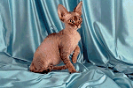 Devon Rex