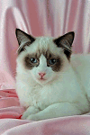 Bi Coloured Ragdoll