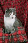 Scottish Fold