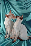 Siamese Cats