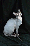 Sphynx Cat