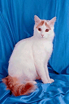 Turkish Van Cat