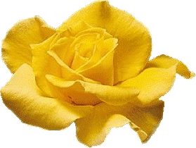 Yellow Rose