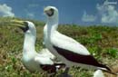 Atob Branco - Abrolhos