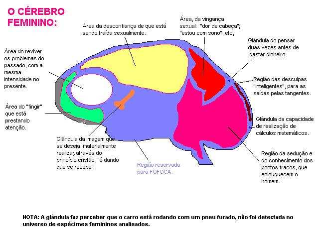 cerebrofeminino.jpg (41967 bytes)