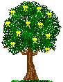 Yellow Ribbon Tree