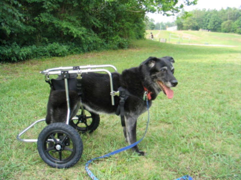 Bonnie wheelchair