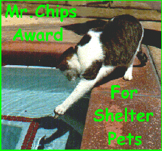 Mr. Chip Award