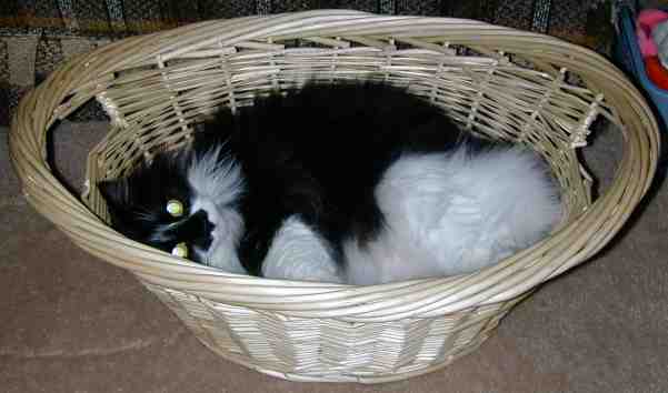 Dot in laundry basket