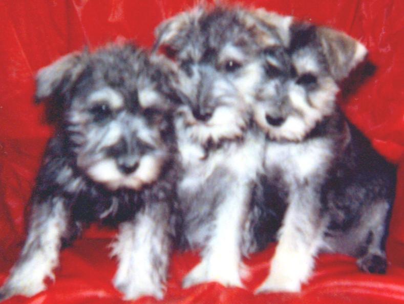 MINIATURE SCHNAUZER PUPS