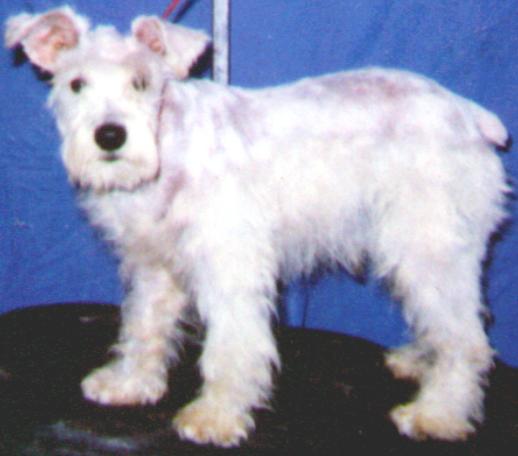 WHITE MINIATURE SCHNAUZER