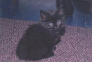 Morticia - 8 wks