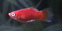 red-platy.jpg (4935 bytes)