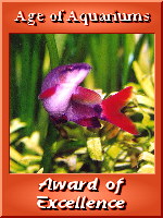 Aquarium Hot Site Award