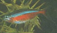 A Cardinal Tetra's true colors will only show when under the correct light.