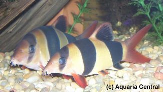 Clown Loaches need a tank size of at least 25 gallons.