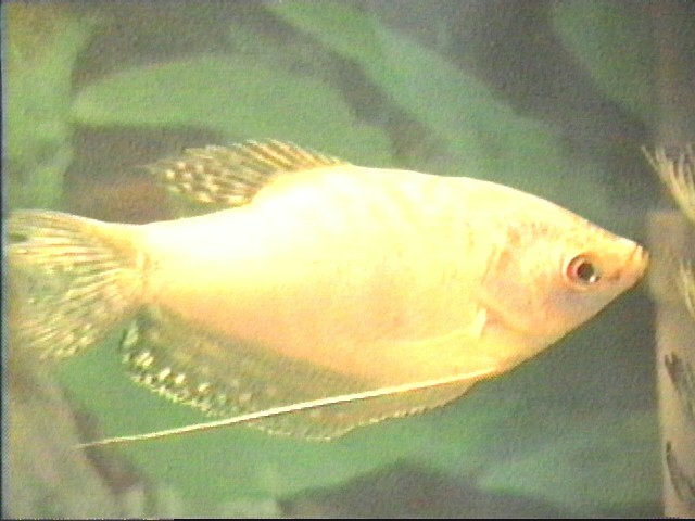 Gold Gourami