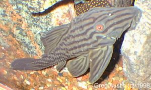 Plecos are interesting when little, but will grow up to a foot in length!