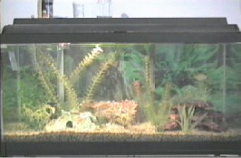 My Tank