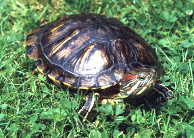 Red Eared Slider