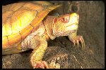 Albino Adult Red Eared Slider