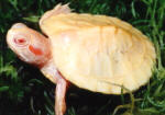 Albino Red Eared Slider