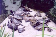 Basking Red Eared Sliders