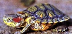 Color Morphed Red Eared Slider