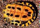 Red Eared Slider Bottom carapace