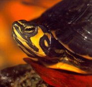 Yellow Bellied Slider