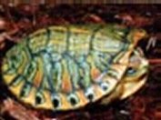 Pastel Red Eared Slider