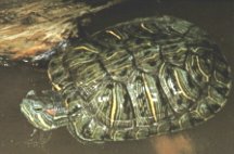 Red Eared Slider