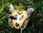 Siamese Red Eared Sliders