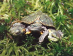 Siamese Red Eared Sliders