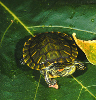 Baby Red Eared Slider