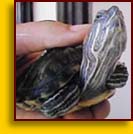 Red Eared Slider