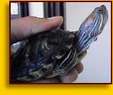 Red Eared Slider