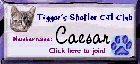 Tigger's Shelter Cats Club