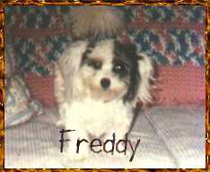 freddy