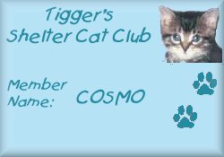 Tigger's Shelter Cat Club