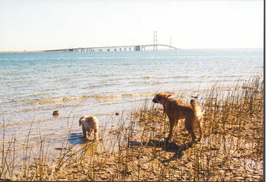 Lady & Maxie at Mackinac Bridge