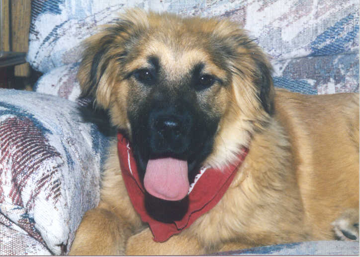 Smilin' Maxie, The Wonder Dog -- first day home, March 20, 1998