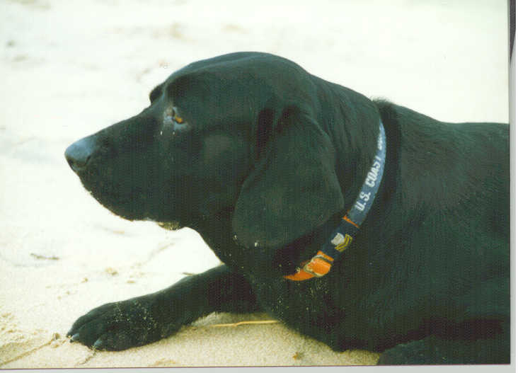 USCG Station Tawas Dog Sparky