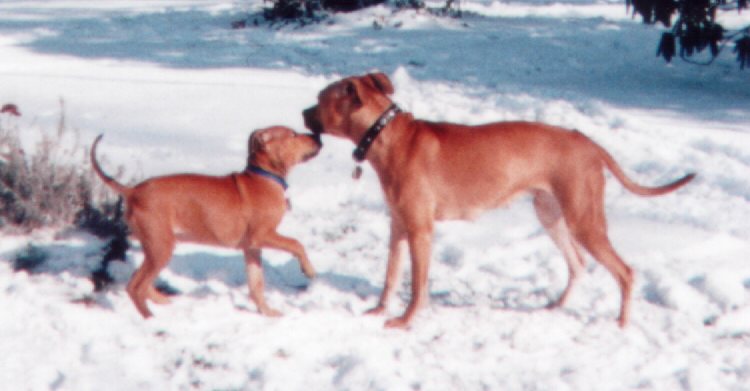 Cowboy and Babe enjoying the snow.