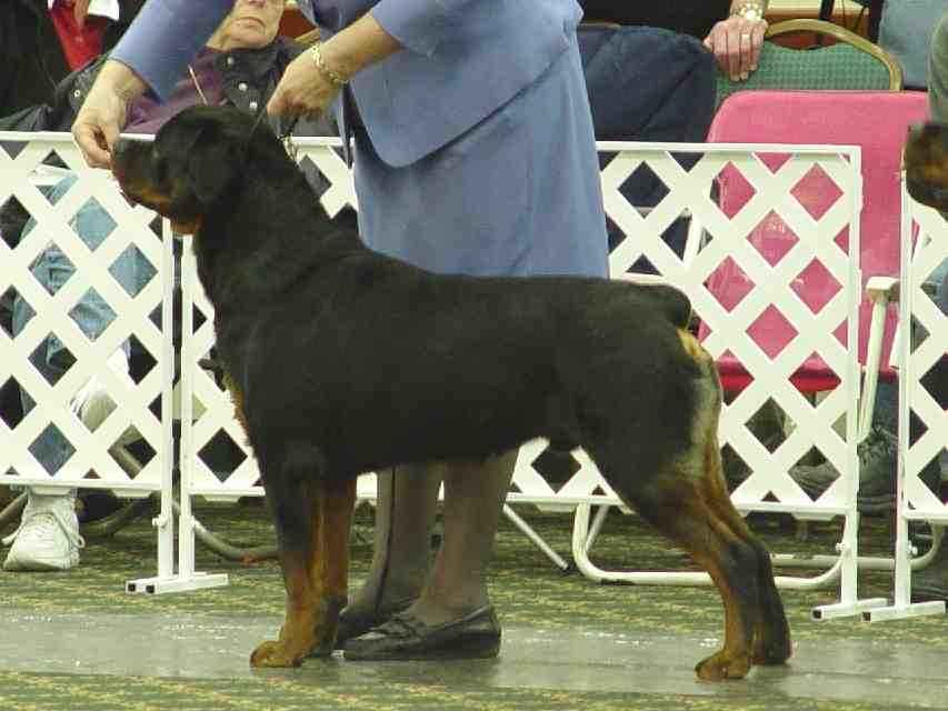 Daniel at the ARC National 2004