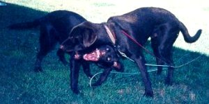 Molly is the one showing all the teeth. August 1998