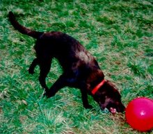 Soccer dog