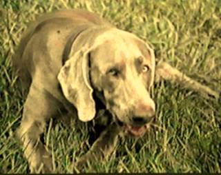 Smokey, a Weimaraner of Distinction, August 18, 1998