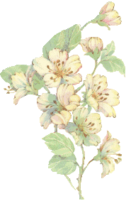 [Dogwood from Lady Dj]