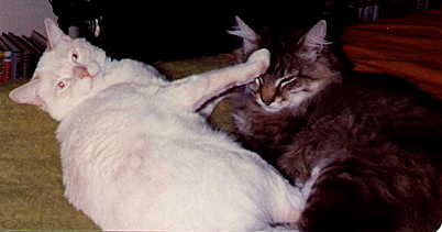 Cats Fighting on Bed